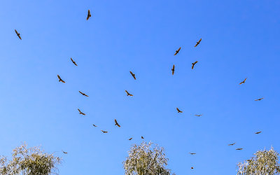 Vultures circle overhead looking for a kill near Lemon Cove California