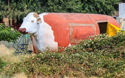 Hollowed out cow on the side of the road in Lemon Cove California
