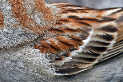Field Sparrow detail