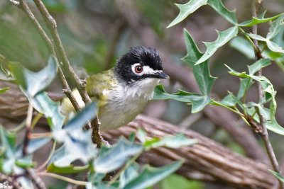 Black-capped Vireo