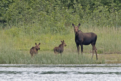Moose calves and mother