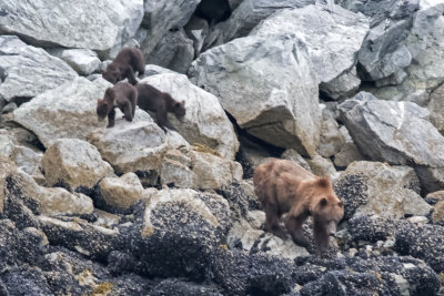 Brown Bear with cubs