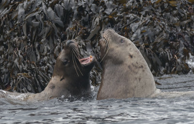 Steller's Sea Lions