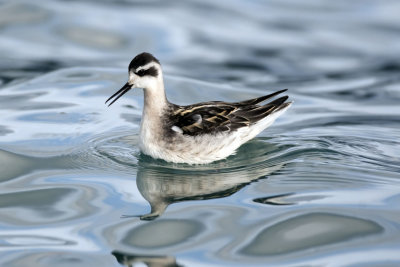 Wilsons Phalarope