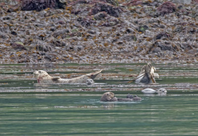 Harbor Seals (and Sea Otter)