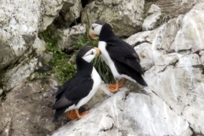 Horned Puffins