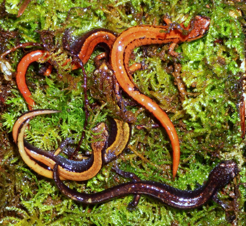 Western Red-backed Salamander
