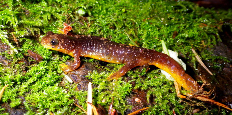 Columbia Torrent Salamander