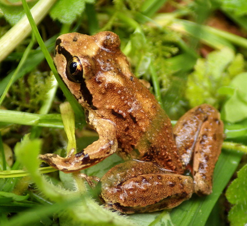 Coastal Tailed Frog