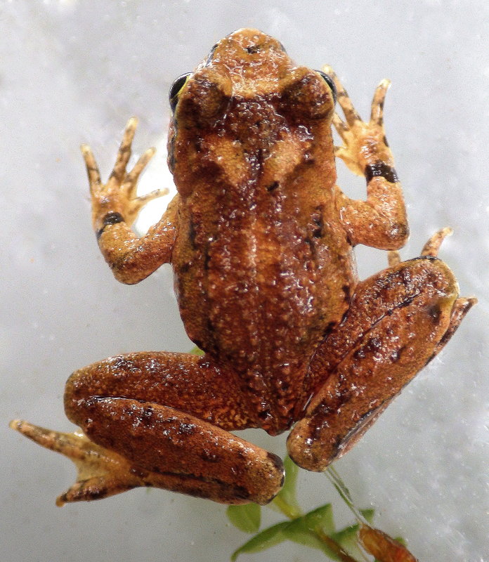 Coastal Tailed Frog