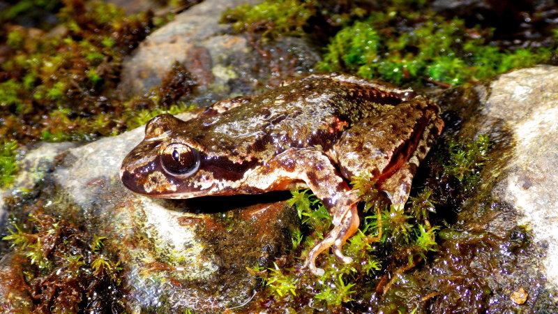 Coastal Tailed Frog