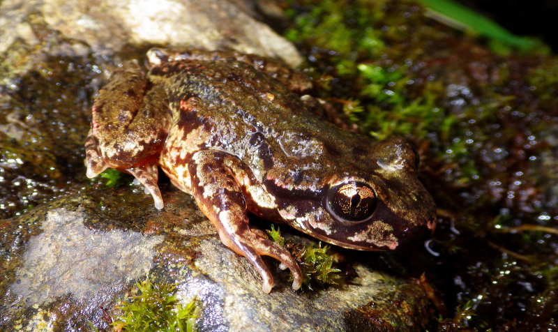 Coastal Tailed Frog