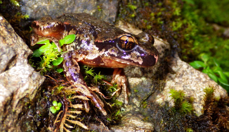 Coastal Tailed Frog