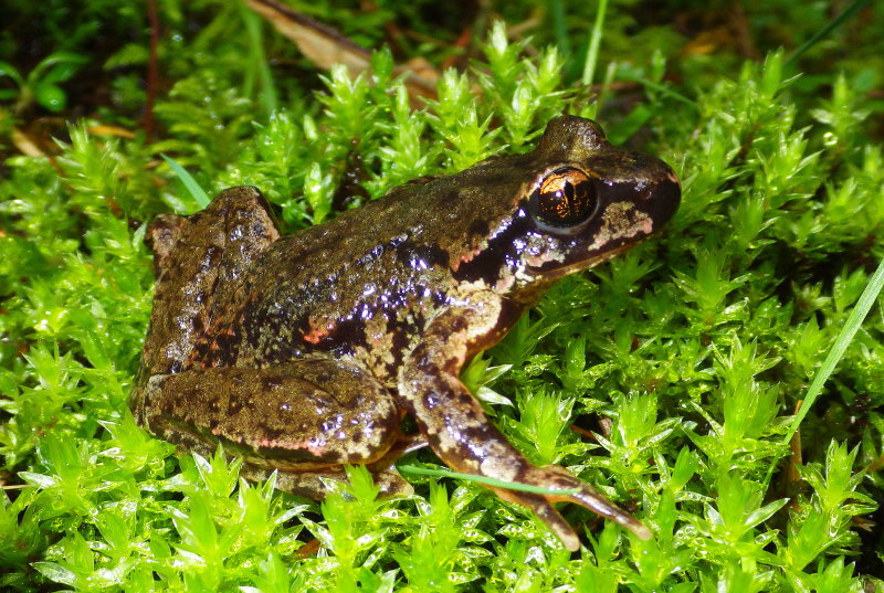 Coastal Tailed Frog