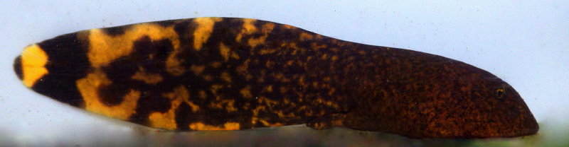 Coastal Tailed Frog