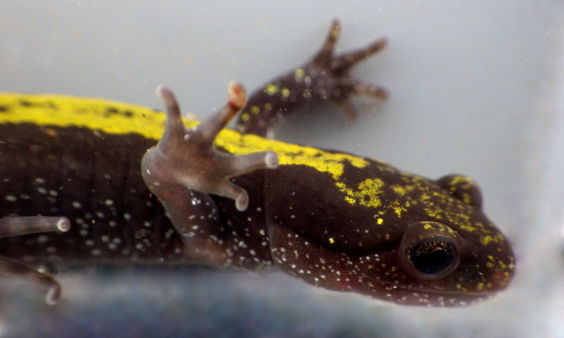 Long-toed Salamander