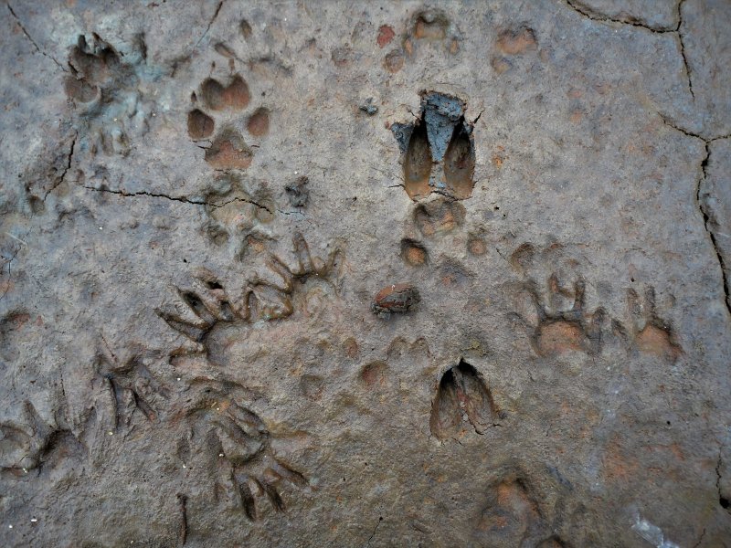 Coyote, Black-tailed Deer and Racoon