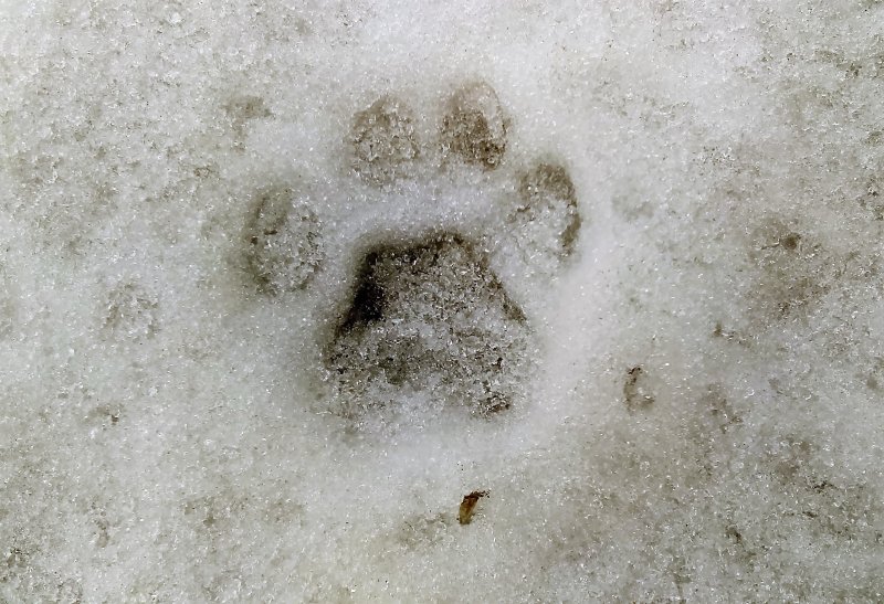 Bobcat