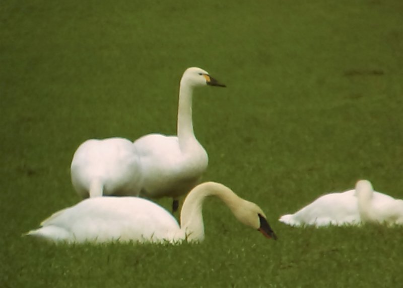 Swans