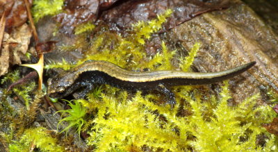 Western Red-backed Salamander