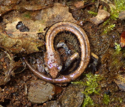 Western Red-backed Salamander
