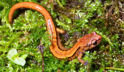 Western Red-backed Salamander