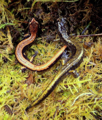 Dunn's and Red-backed Salamander