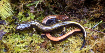 Dunn's and Red-backed Salamander