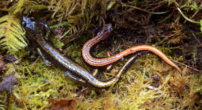 Dunn's and Red-backed Salamander