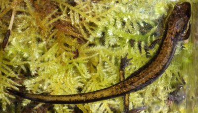 Dunn's Salamander