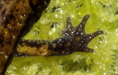 Dunn's Salamander