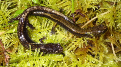 Western Red-backed and Dunn's Salamander