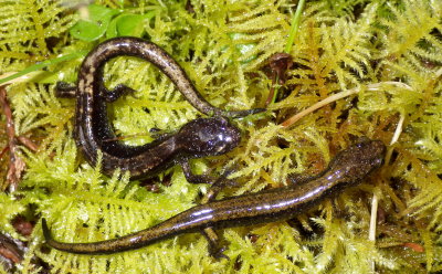 Western Red-backed and Dunn's Salamander