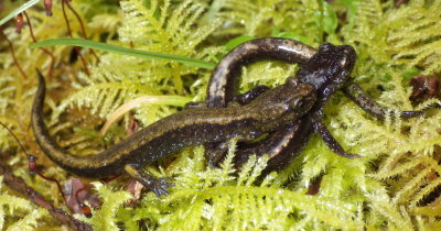 Western Red-backed and Dunn's Salamander