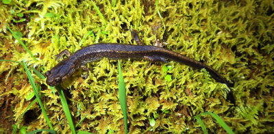 Dunn's Salamander