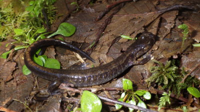 Dunn's Salamander