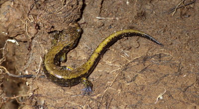 Dunn's Salamander