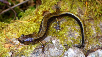 Dunn's Salamander