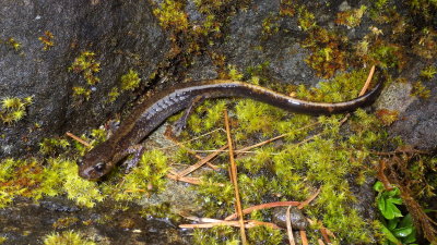 Dunn's Salamander