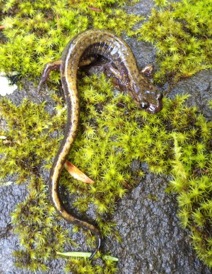 Dunn's Salamander