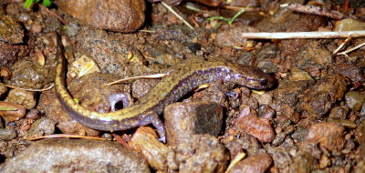 Dunn's Salamander