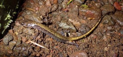 Dunn's Salamander