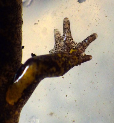Dunn's Salamander