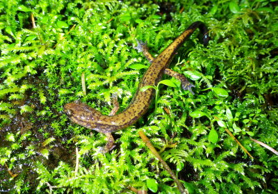 Dunn's Salamander