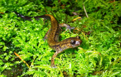 Dunn's Salamander