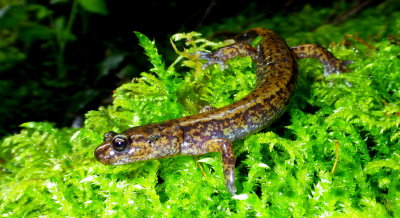 Dunn's Salamander
