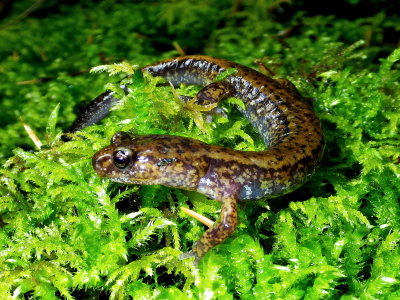 Dunn's Salamander
