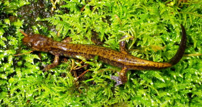 Dunn's Salamander