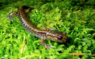Dunn's Salamander