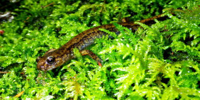 Dunn's Salamander